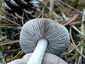 Fenyő-pereszke (Tricholoma terreum), Balaton-felvidék
